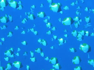 カスミチョウチョウウオ