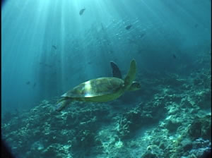 バラクーダ&カメ