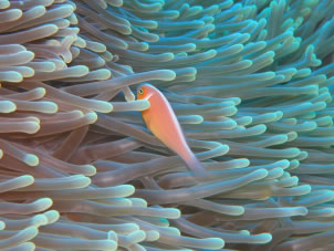 ハナビラクマノミ