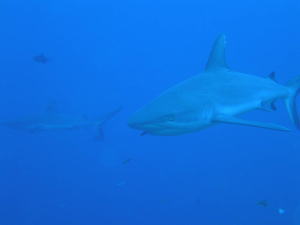 グレイリーフシャーク