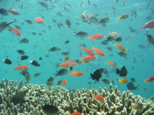 キンギョナハナダイ